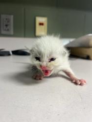 Shelter Stray Male Cat last seen Near BLOCK LAKE SHORE BLVD, 2020 Forest St, Jacksonville, FL 32204, USA