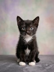 Shelter Stray Female Cat last seen Near BLOCK OSTEEN STREET, 2020 Forest St, Jacksonville, FL 32204, USA