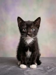 Shelter Stray Male Cat last seen Near BLOCK OSTEEN STREET, 2020 Forest St, Jacksonville, FL 32204, USA