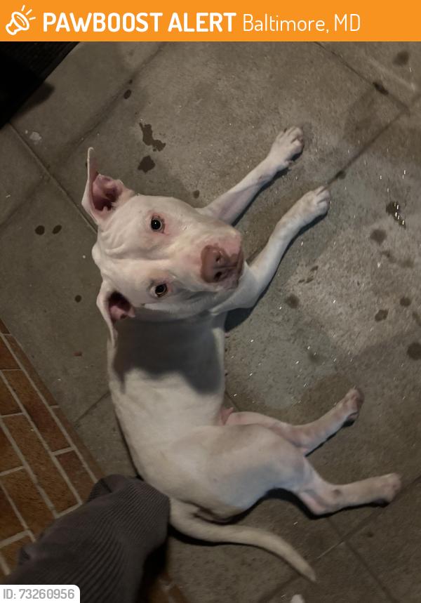 Found/Stray Female Dog last seen Near N Streeper st, Baltimore, MD 21205