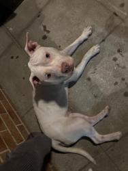 Found/Stray Female Dog last seen Near N Streeper st, Baltimore, MD 21205
