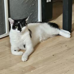Lost Female Cat last seen Willesden green, lechmere road, Greater London, England NW2 5BU