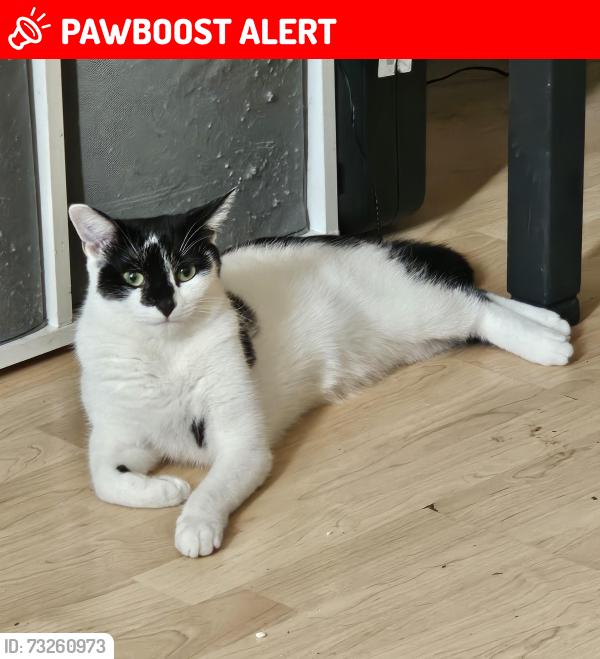 Lost Female Cat last seen Willesden green, lechmere road, Greater London, England NW2 5BU