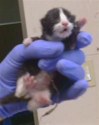 Shelter Stray Male Cat last seen SANTA FE WAY/SAN VINCENTE WAY, 95660, 3839 Bradshaw Rd, Sacramento, CA 95827, USA
