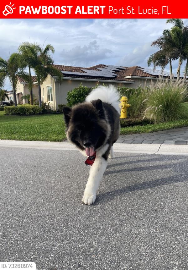 Lost Male Dog last seen Se Port Saint Lucie blvd, Port St. Lucie, FL 34952