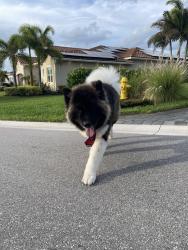 Lost Male Dog last seen Se Port Saint Lucie blvd, Port St. Lucie, FL 34952