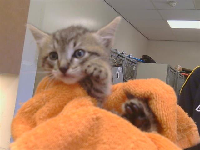 Shelter Stray Male Cat last seen ADEN WAY/GOSHEN WAY, 95828, 3839 Bradshaw Rd, Sacramento, CA 95827, USA