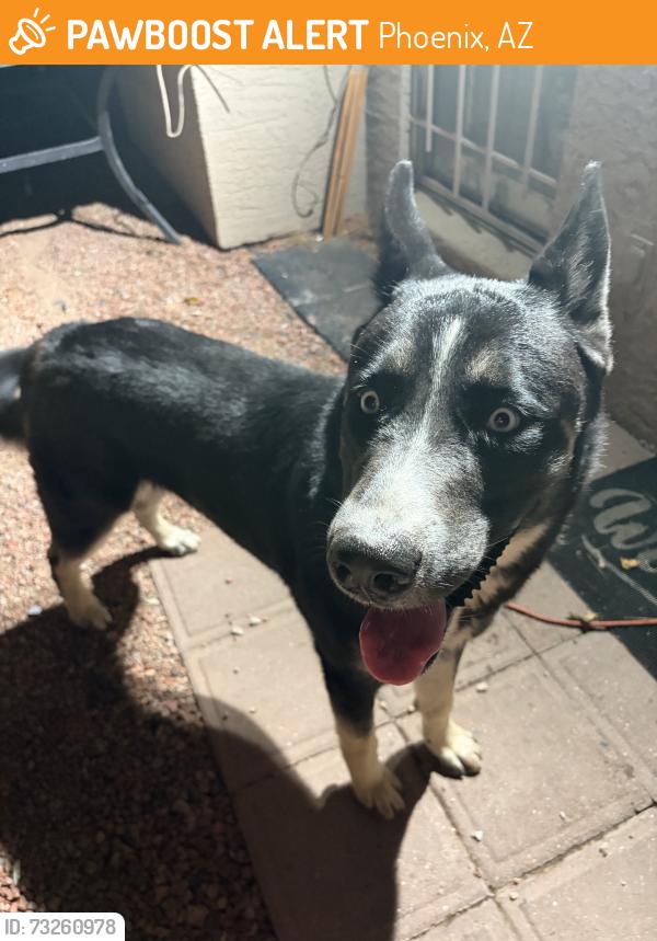 Found/Stray Male Dog last seen 19th ave & Cactus Rd, Phoenix, AZ 85029
