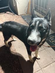 Found/Stray Male Dog last seen 19th ave & Cactus Rd, Phoenix, AZ 85029