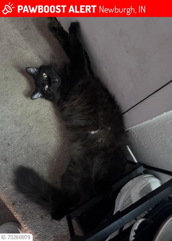 Lost Male Cat last seen newburgh riverfront, Newburgh, IN 47630