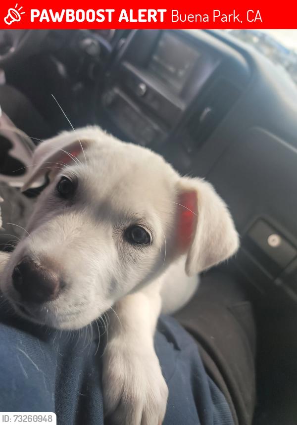 Lost Female Dog last seen Beach n la palma valley view n arteia, Buena Park, CA 90621