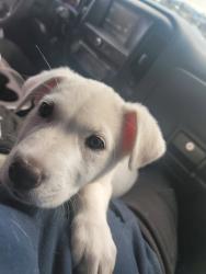 Lost Female Dog last seen Beach n la palma valley view n arteia, Buena Park, CA 90621