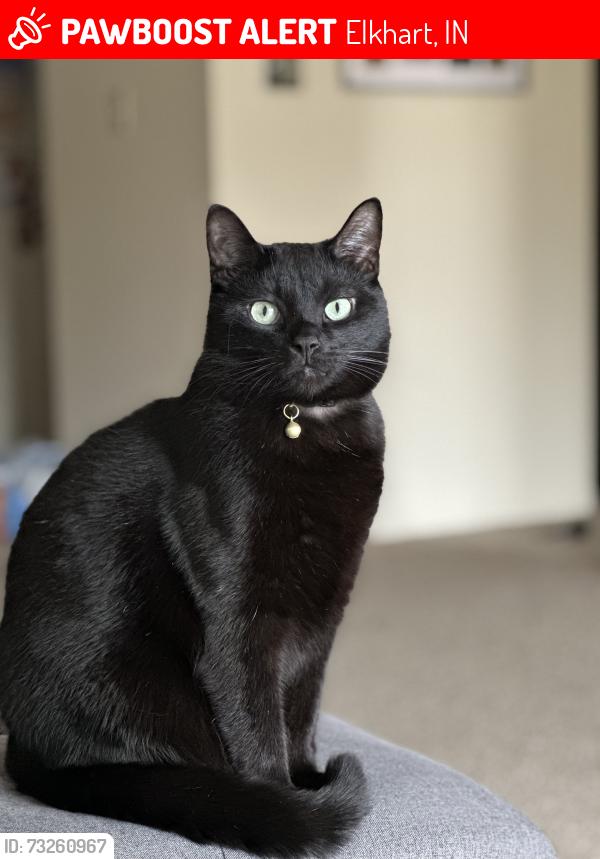 Lost Male Cat last seen Green Valley neighborhood, on the corner of Sunrise LN and Belmar, Elkhart, IN 46517