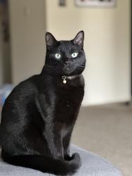 Lost Male Cat last seen Green Valley neighborhood, on the corner of Sunrise LN and Belmar, Elkhart, IN 46517