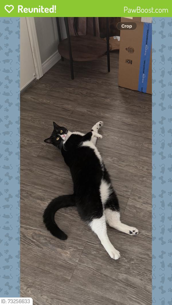 Reunited Male Cat last seen Orange and Stonybrook, Anaheim, CA 92804