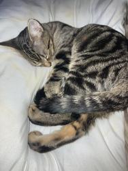 Lost Female Cat last seen PEARCEDALE PDE flts NR BUNNINGS BROADMEADOWS, Broadmeadows, VIC 3047