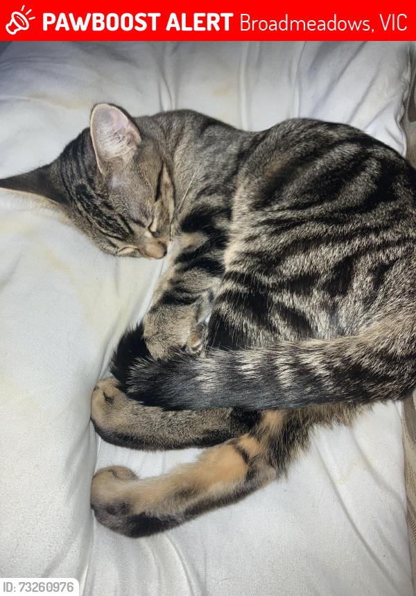 Lost Female Cat last seen PEARCEDALE PDE flts NR BUNNINGS BROADMEADOWS, Broadmeadows, VIC 3047