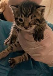 Shelter Stray Female Cat last seen Near BLOCK STERLING RD, BAKERSFIELD CA 93306, 3951 Fruitvale Ave, Bakersfield, CA 93308, USA