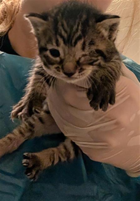 Shelter Stray Female Cat last seen Near BLOCK STERLING RD, BAKERSFIELD CA 93306, 3951 Fruitvale Ave, Bakersfield, CA 93308, USA
