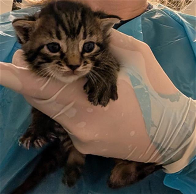 Shelter Stray Male Cat last seen Near BLOCK STERLING RD, BAKERSFIELD CA 93306, 3951 Fruitvale Ave, Bakersfield, CA 93308, USA