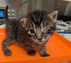 Shelter Stray Female Cat last seen Near BLOCK STERLING RD, BAKERSFIELD CA 93306, 3951 Fruitvale Ave, Bakersfield, CA 93308, USA