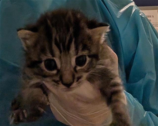 Shelter Stray Female Cat last seen Near BLOCK STERLING RD, BAKERSFIELD CA 93306, 3951 Fruitvale Ave, Bakersfield, CA 93308, USA