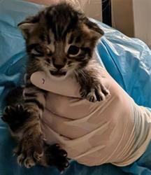 Shelter Stray Male Cat last seen Near BLOCK STERLING RD, BAKERSFIELD CA 93306, 3951 Fruitvale Ave, Bakersfield, CA 93308, USA