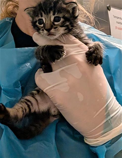 Shelter Stray Male Cat last seen Near BLOCK STERLING RD, BAKERSFIELD CA 93306, 3951 Fruitvale Ave, Bakersfield, CA 93308, USA