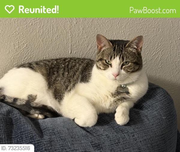 Reunited Female Cat last seen Town East and 80, Mesquite, TX 75150