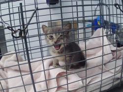 Shelter Stray Female Cat last seen CHARLOTTE, 8315 Byrum Dr, Charlotte, NC 28217, USA