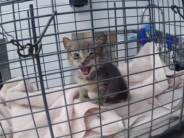 Shelter Stray Female Cat last seen CHARLOTTE, 8315 Byrum Dr, Charlotte, NC 28217, USA