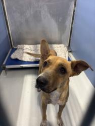Shelter Stray Female Dog last seen Near WEST PAISANO, CITY of El Paso, TX, 5001 Fred Wilson Ave, El Paso, TX 79906, USA