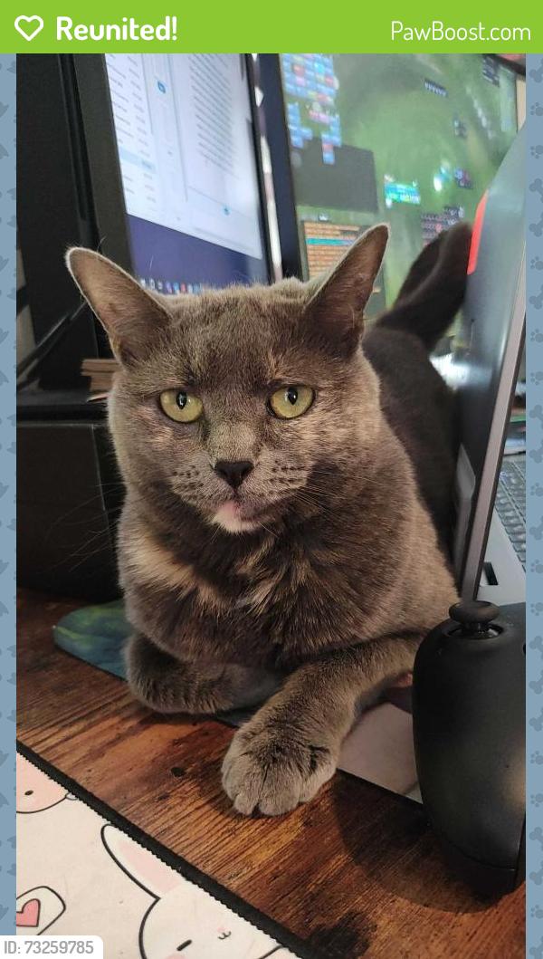 Reunited Female Cat last seen Pinnacle Street and Belmont Bay Drive, Woodbridge, VA 22191