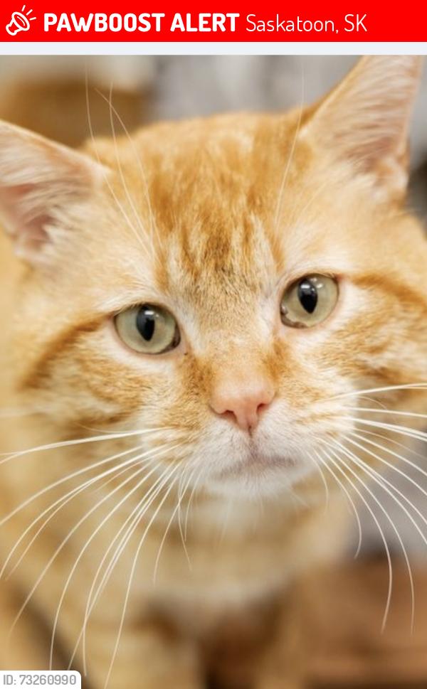 Lost Male Cat last seen Myles Heidt Way and Feheregyhazi Boulevard, Saskatoon, SK 