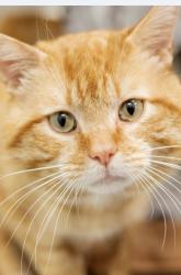 Lost Male Cat last seen Myles Heidt Way and Feheregyhazi Boulevard, Saskatoon, SK 