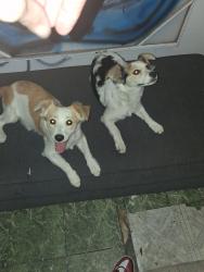 Found/Stray Male Dog last seen 14th and dawson, Long Beach, CA 90804