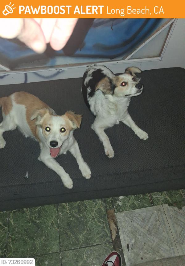 Found/Stray Male Dog last seen 14th and dawson, Long Beach, CA 90804