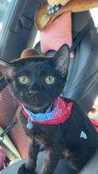 Reunited Male Cat last seen Near Crane St Menlo Park, CA 94025 United States, Menlo Park, CA 94025