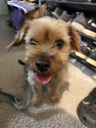 Found/Stray Female Dog last seen UrbanOak Western Greenway Dog Park, San Jose, CA 95119