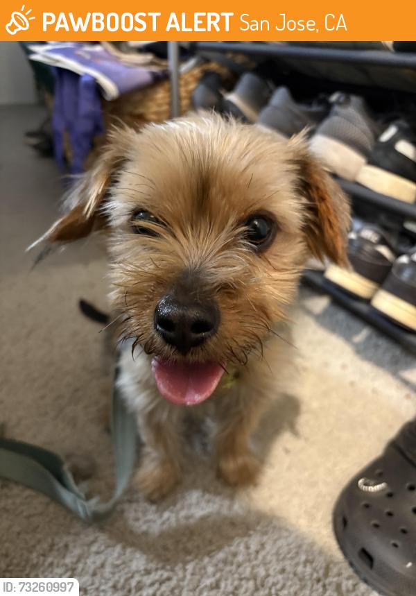 Found/Stray Female Dog last seen UrbanOak Western Greenway Dog Park, San Jose, CA 95119