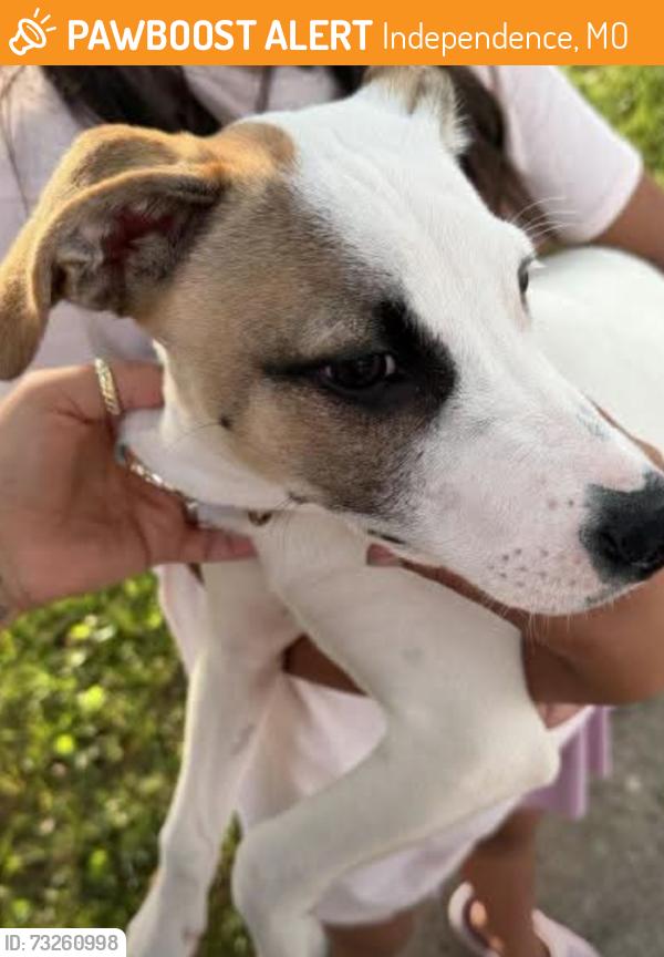 Found/Stray Male Dog last seen 31st & Mason, Independence, MO 64052