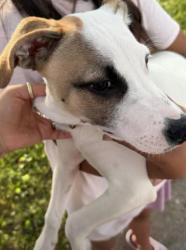 Found/Stray Male Dog last seen 31st & Mason, Independence, MO 64052