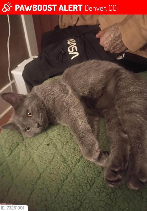 Lost Female Cat last seen Evans and broadway, Denver, CO 80210