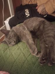 Lost Female Cat last seen Evans and broadway, Denver, CO 80210