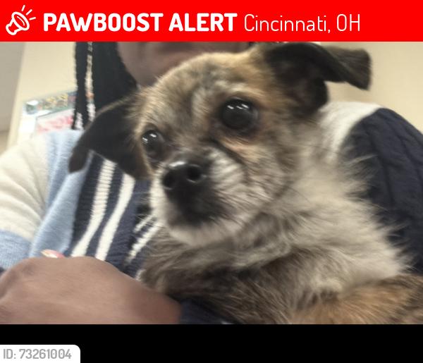 Lost Male Dog last seen Post office near Kroger on Warsaw, Cincinnati, OH 45204