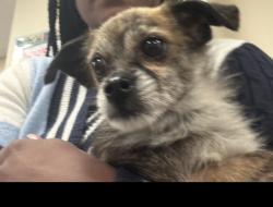 Lost Male Dog last seen Post office near Kroger on Warsaw, Cincinnati, OH 45204