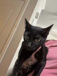 Found/Stray Male Cat last seen sandshell, Fort Worth, TX 76137