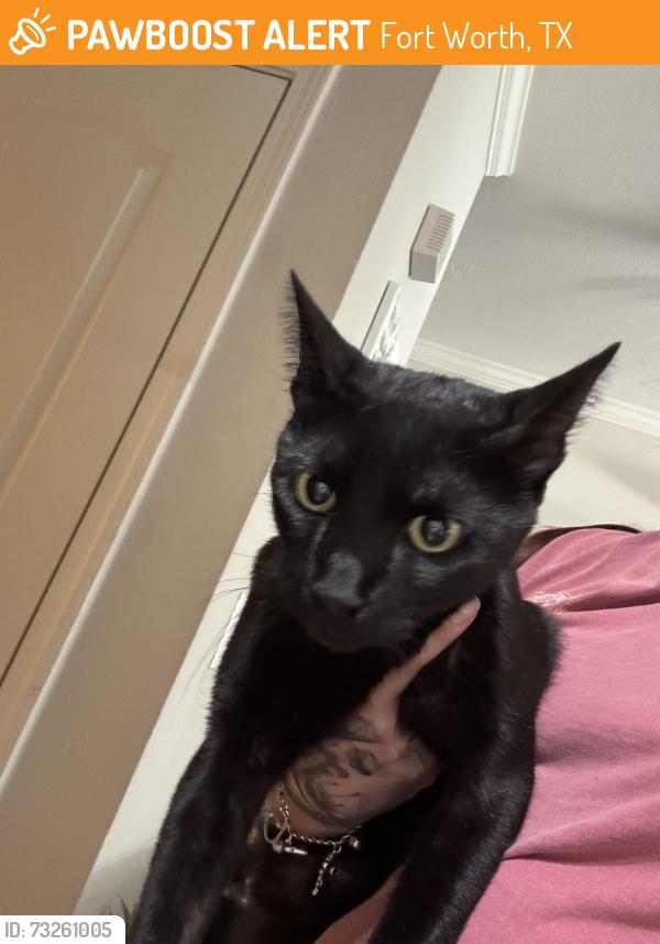 Found/Stray Male Cat last seen sandshell, Fort Worth, TX 76137