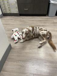Found/Stray Female Dog last seen South side Walmart, Midland, TX 79701