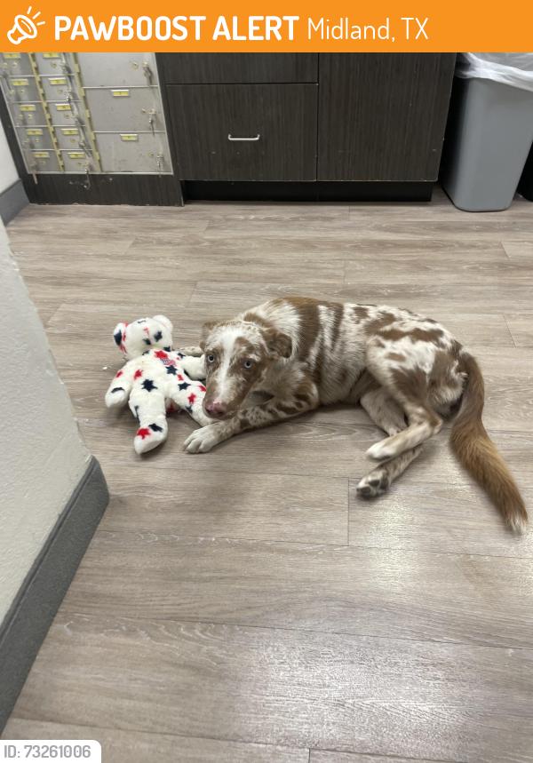 Found/Stray Female Dog last seen South side Walmart, Midland, TX 79701